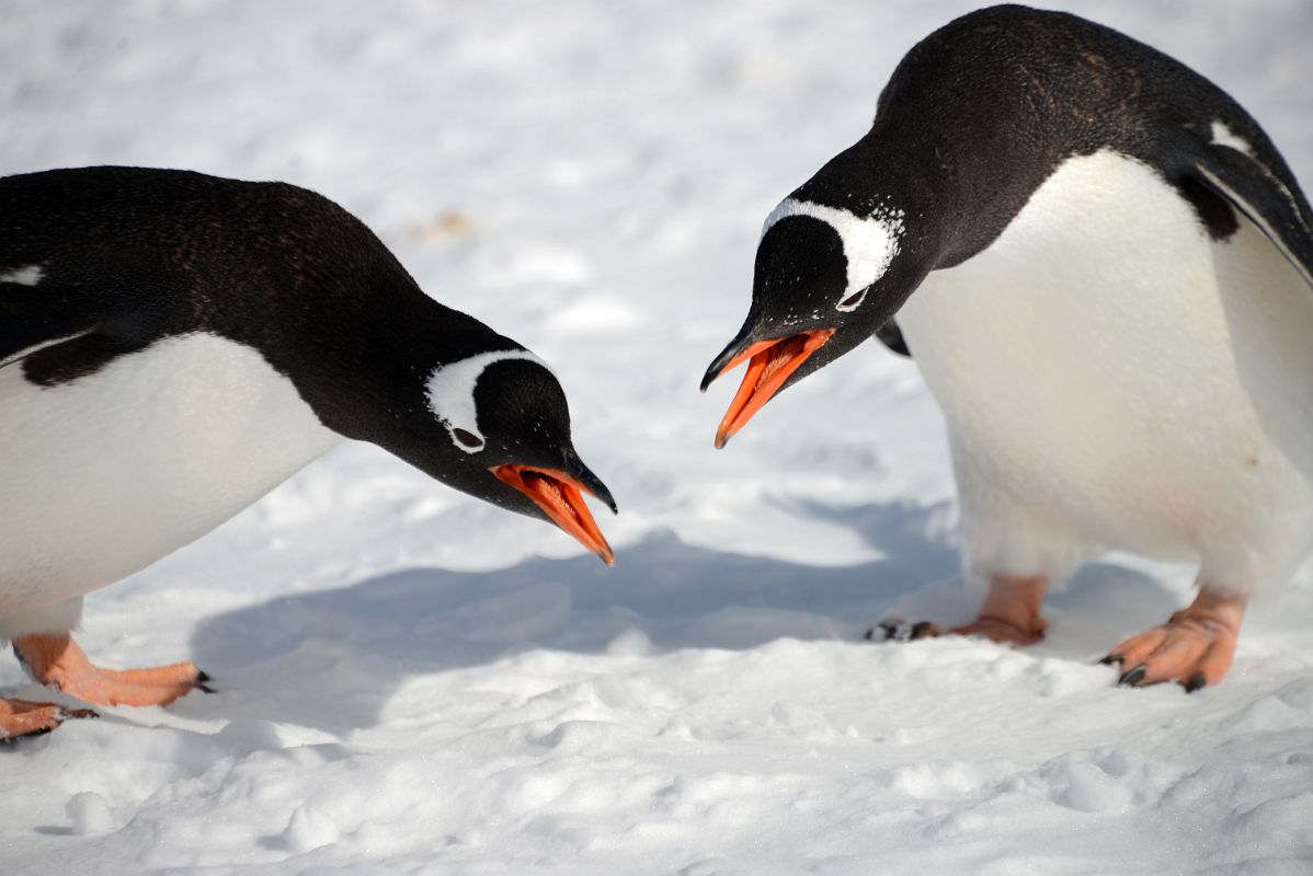 23C Two Gentoo Penguins Perform Their Mating Ritual On Cuverville Island On Quark Expeditions Antarctica Cruise